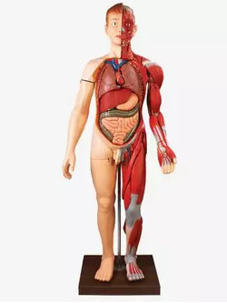 หุ่นจำลองกายวิภาคมนุษย์สลับเพศได้ ขนาดเท่าจริง ถอดประกอบได้ 31 ชิ้น