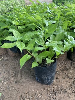 ต้นอเมริกันบิวตี้ Pink Ruspolia/Prickly Bush