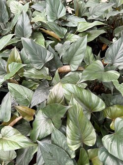 เสน่ห์จันทร์ดำ Colla aromatica Roxb