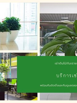 บริการเช่าต้นไม้