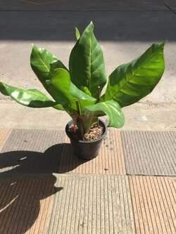 จิกอินโด