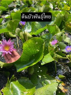 ต้นบัวฉลองขวัญ Chalong Khwan