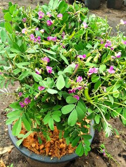 ถั่วคล้า baybean ,Beach bean