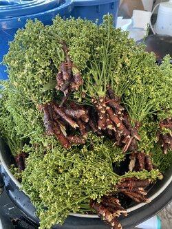 ดอกสะเดาสด Siamese neem tree