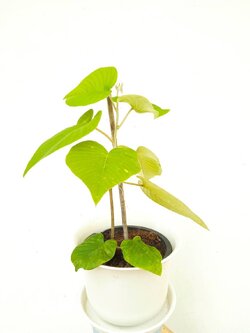 ต้นใบละบาท elephant creeper ไม้เลื้อย ไม้เถา