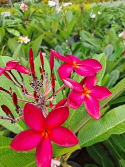 ต้นลีลาวดี ต้นลั่นทม Plumeria ไม้ดอกยืนต้น