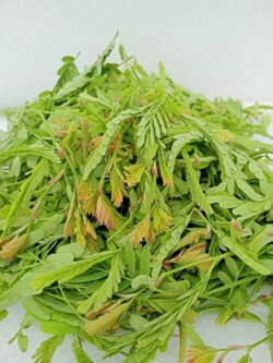 ใบมะขามอ่อน Tamarind leaf