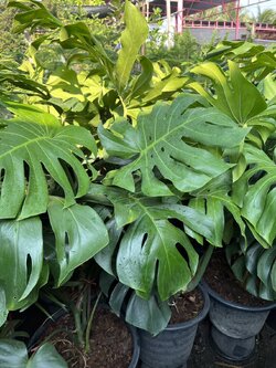 มอนสเตอร่า ไจแอนท์ Monstera Giant