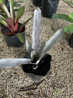 สับปะรดสี Bromeliad