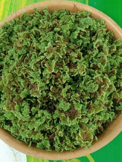 แหนแดง water fern พันธุ์ไมโครฟิลล่า