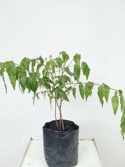 ต้นกล้าสะเดา Siamese neem tree