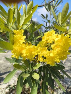 เมล็ดต้นเหลืองดีปรียาธร Silver trumpet tree seed