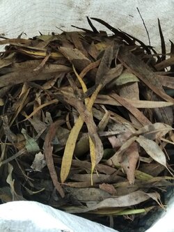 ใบยูคาลิปตัส แห้ง