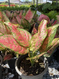 อโกลนีมา อัญมณีแดง Aglaonema