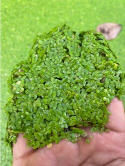 แหนเป็ดเล็ก Lemna perpusilla Torr.