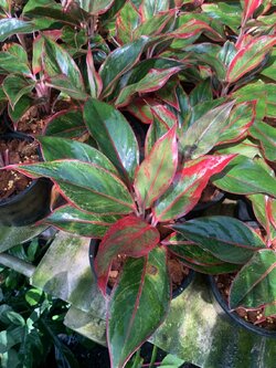 อโกลนีมา ออร่าแดง