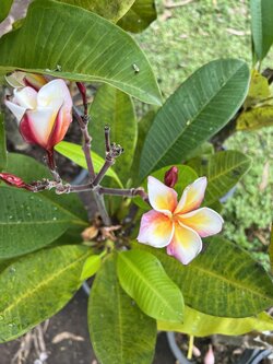 ต้นลีลาวดี ลายเสือ Plumeria ต้นลั่นทม