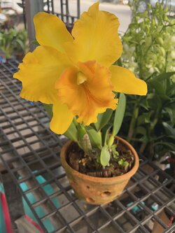 แคทลียา สีเหลือง Cattleya hybrids