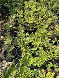 ต้นล่ำซำ Black Ebony