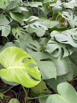 มอนสเตอร่า Swiss cheese plant