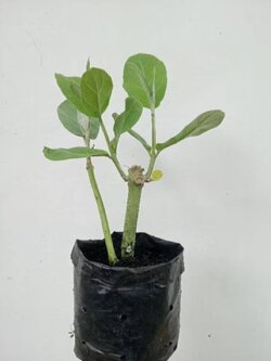 ต้นพันธุ์ดอกรัก Crown flower สีม่วง,สีขาว