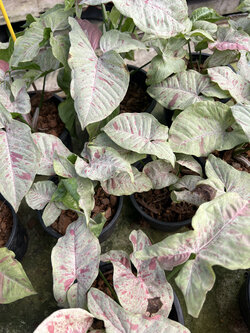 ซิงโกเนียมมิลด์ Syngonium Milk Confetti ออมชมพูมิลค์ด่าง