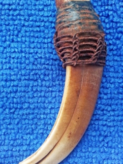 เขี้ยวหมูตัน