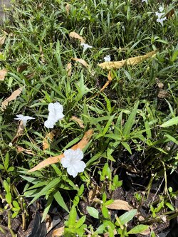 ฟ้าประทานพร สีขาว Ruellia ต้อยติ่ง