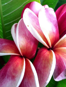ต้นลีลาวดี แอปเปิ้ล ต้นลั่นทม Plumeria ไม้ดอกยืนต้น