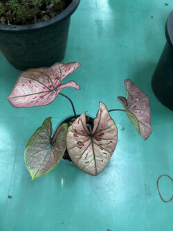 บอนสี สตอเบอรี่สตาร์ ชมพู Strawberry Star