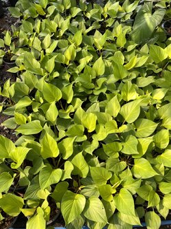 เสน่ห์จันทร์ทอง