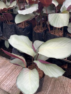 คล้าใบละพัน Calathea Petersen