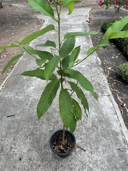 จำปา ไม้มงคล ไม้ยืนต้น Champak ไม้ดอกหอม