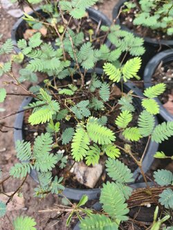 ไมยราบ sensitive plant ทั้งต้น ราก ใบ ดอก