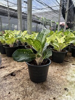 อโกลนีมา กำไลหยก aglaonema