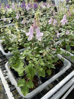 แอฟริกัน ฟ็อกซ์โกลฟ African Foxglove