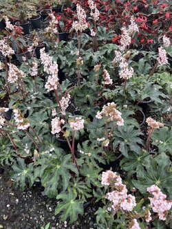 บีโกเนีย Begonia