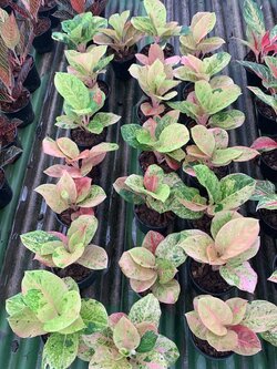 อโกลนีมา