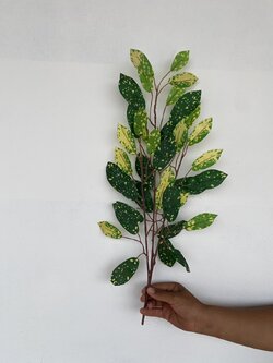 กิ่งใบโกสนใบขนุน ใบสีเหลือง