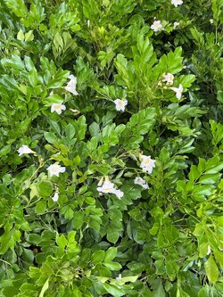 ปีบยูนาน Dwarf Tree Jasmine ไม้หอม