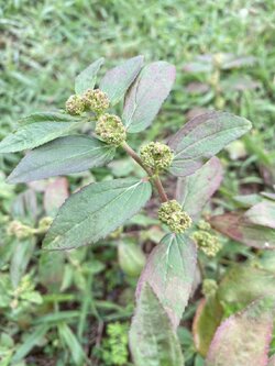 ต้นน้ำนมราชสีห์ Garden Spurge