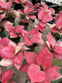 อโกลนีมา. ลัคกี้ พิงค์ Chinese Evergreen