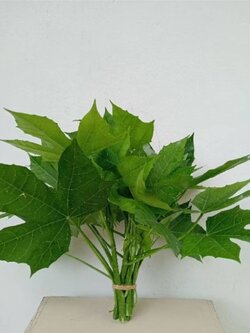 ใบผักผงชูรส คะน้าเม็กซิโก หรือ ใบผักไชยา Bai Chaiya