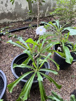 ต้นลีลาวดีลูกศร Plumeria