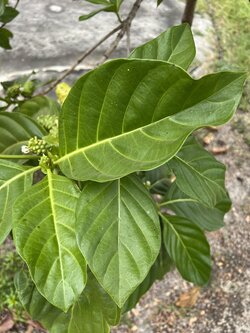 ใบยอสด ทำห่อหมก สด สะอาด ปลอดสารเคมี 50 ใบ