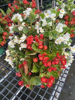 บีโกเนีย Begonia