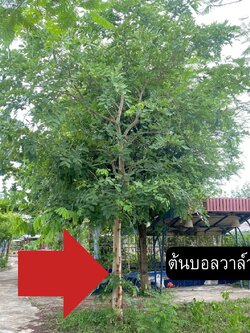 ต้นบอลวาล์ว