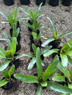 สับปะรดสี Bromeliad