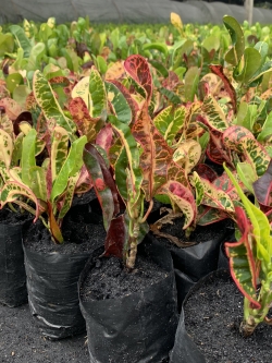 โกสน ช้างกินเลี้ยง croton plant ไม้พุ่ม