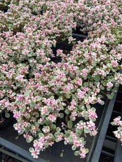 ปะการังสายรุ้งด่าง Elephant Bush